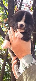 Akita inu