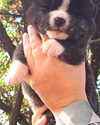 Akita inu