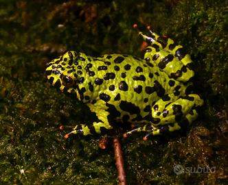 Rana Bombina ventre giallo