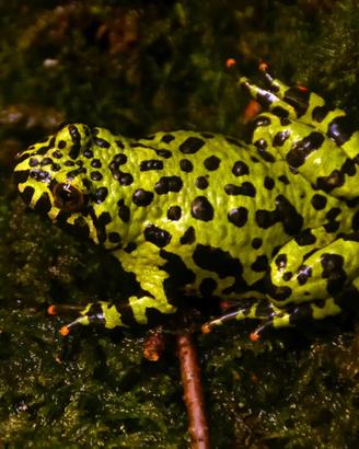 Rana Bombina ventre giallo