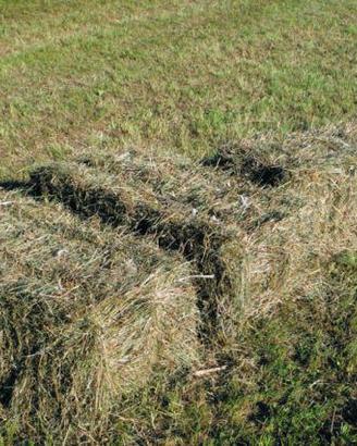 Fieno in ballette rettangolari