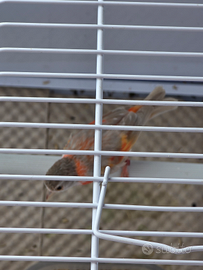 Cardinalini del Venezuela