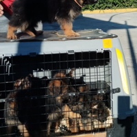 Pastore Tedesco cuccioli