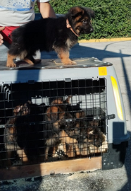 Pastore Tedesco cuccioli