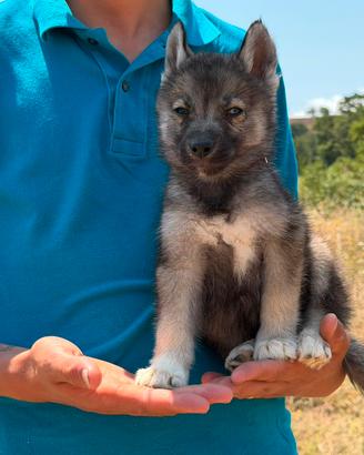Siberian Husky con pedigree Enci