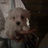 Maltese