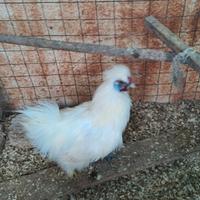 Galli di moroseta bianco SPEDISCO