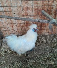 Galli di moroseta bianco SPEDISCO