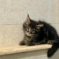 Cuccioli Mainecoon GIGANTE