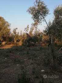 Uliveto