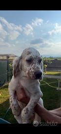 Cuccioli Setter Inglese