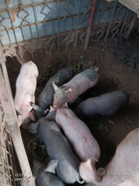 Maialini incrocio Nebrodi