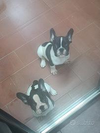 Cuccioli di bulldog francese