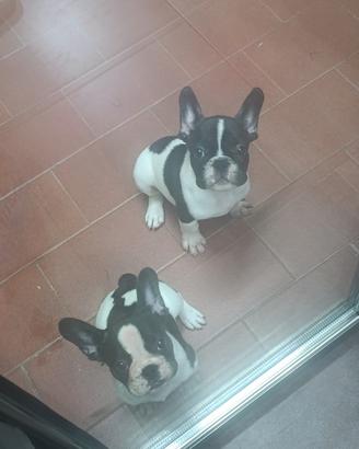 Cuccioli di bulldog francese