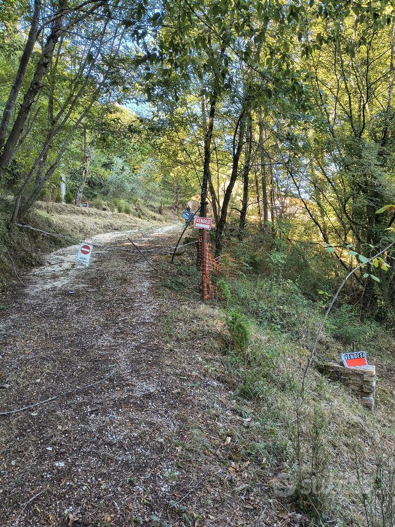 Terreno collinare con olivi e fabbricato - Vista 3