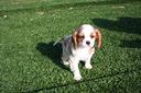 cavalier-king