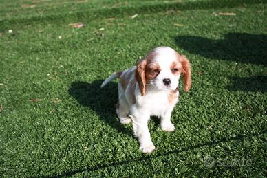 Cavalier King