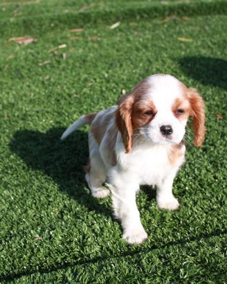 Cavalier King