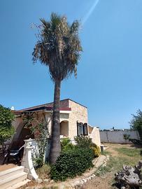 palma Washington 9 metri