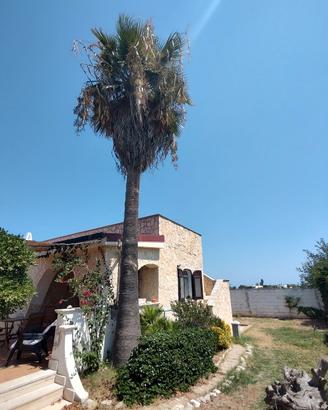 palma Washington 9 metri