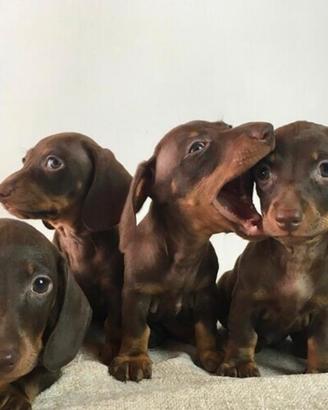 Bassotto Kaninken adorabili