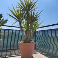 piante da giardino