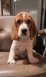 Cuccioli beagle bigol bigool 