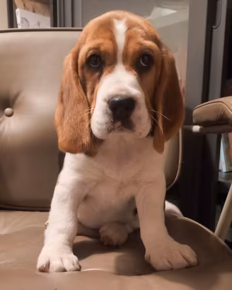 Cuccioli beagle bigol bigool 