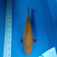 Carpa koi