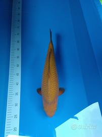 Carpa koi