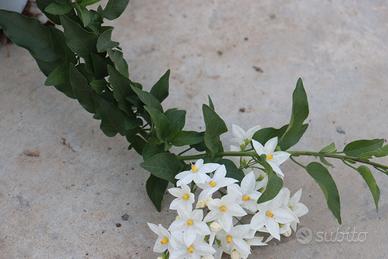 SET DA 6 Solanum bianche e lilla in vaso 14cm