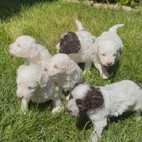 Cuccioli Lagotto Romagnolo