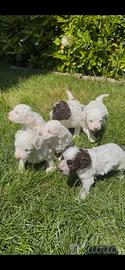 Cuccioli Lagotto Romagnolo