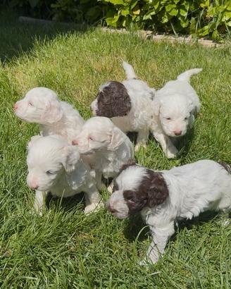 Cuccioli Lagotto Romagnolo