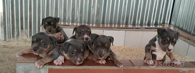 Pitbull