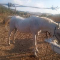 Castrone aspano arabo