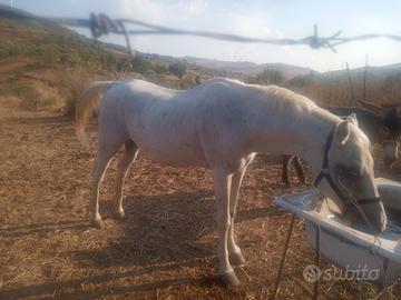 Castrone aspano arabo