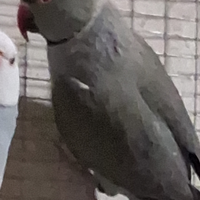 Parrocchetto dal collare