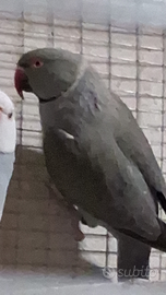 Parrocchetto dal collare