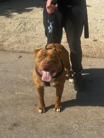 Pitbull
