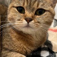 Gatto britannico colore tabby dorato