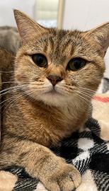 Gatto britannico colore tabby dorato