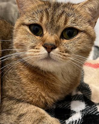 Gatto britannico colore tabby dorato