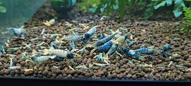 Caridine Cantonensis Blue bolt