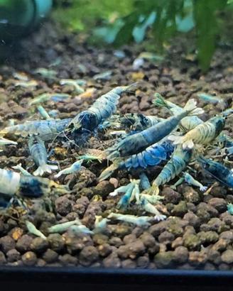 Caridine Cantonensis Blue bolt