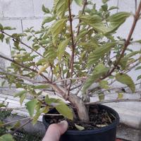 BONSAI LANTANA, DIVISIBILE IN DUE BONSAI