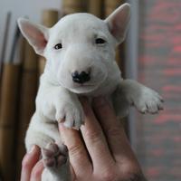 Bull terrier miniature