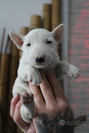 Bull terrier miniature