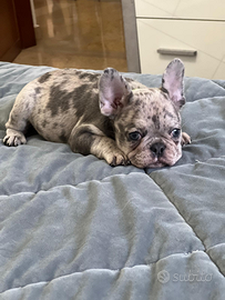 Bulldog francese blu merle