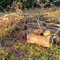 LEGNA SECCA DA ARDERE